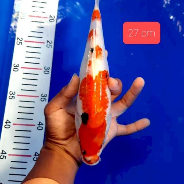 Bahan kindai 27 cm