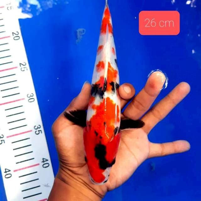 Bahan kindai 26 cm