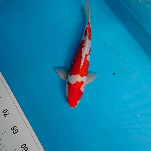 Doitsu kohaku 30 cm