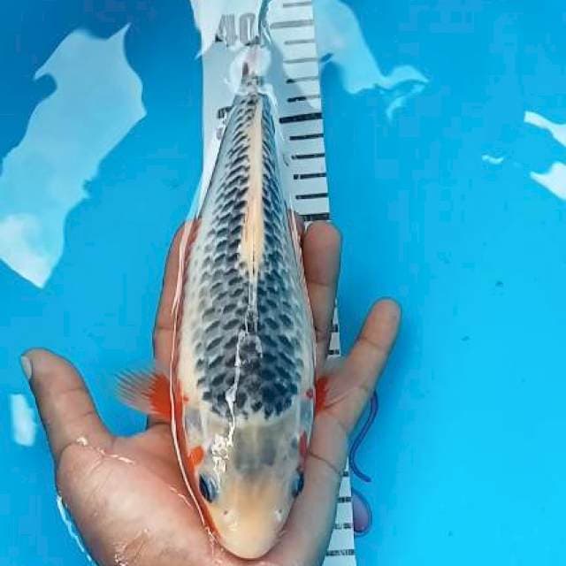 Asagi 24cm
