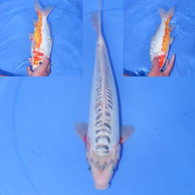 30CM SHUSUI ALBINO
