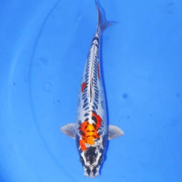 KIKOKURYU