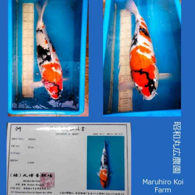 Jumbo Maruhiro 55BU Male Serti