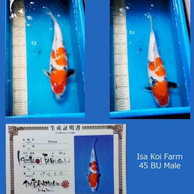Showa Isa Jumbo 45 BU Male