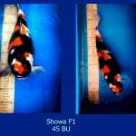 Showa Jumbo F1 45 BU