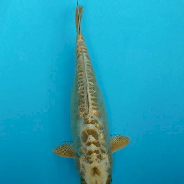 Mukasi aragoke ginrin size 27cm