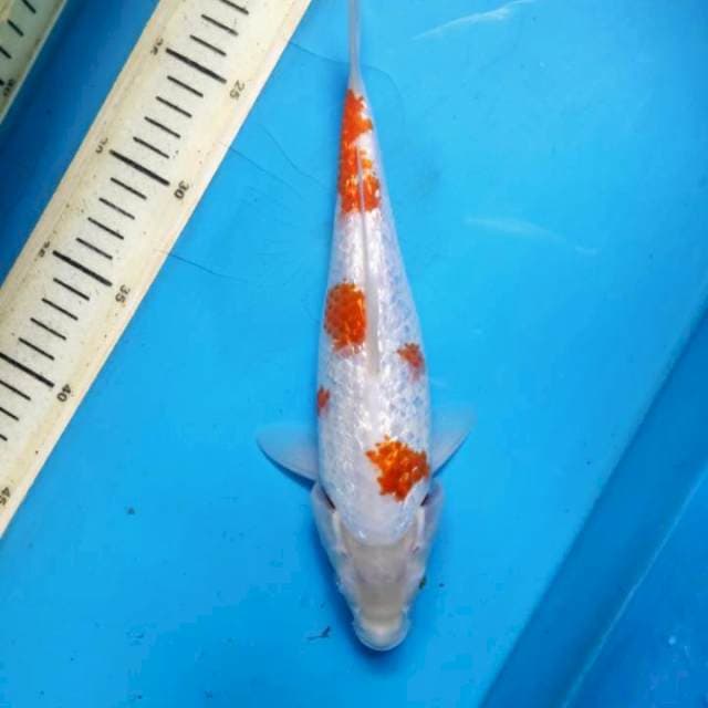 Kohaku gidrin, 26cm