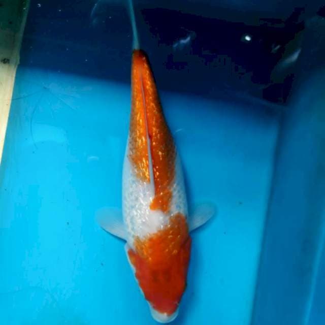 Kohaku gidrin, 24cm