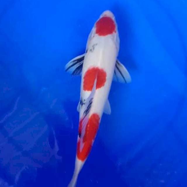 Showa maruten 32 cm