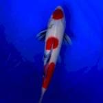 Showa maruten 32 cm