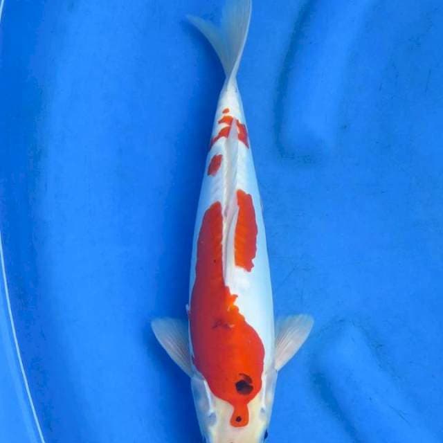 Sanke original patern 32cm