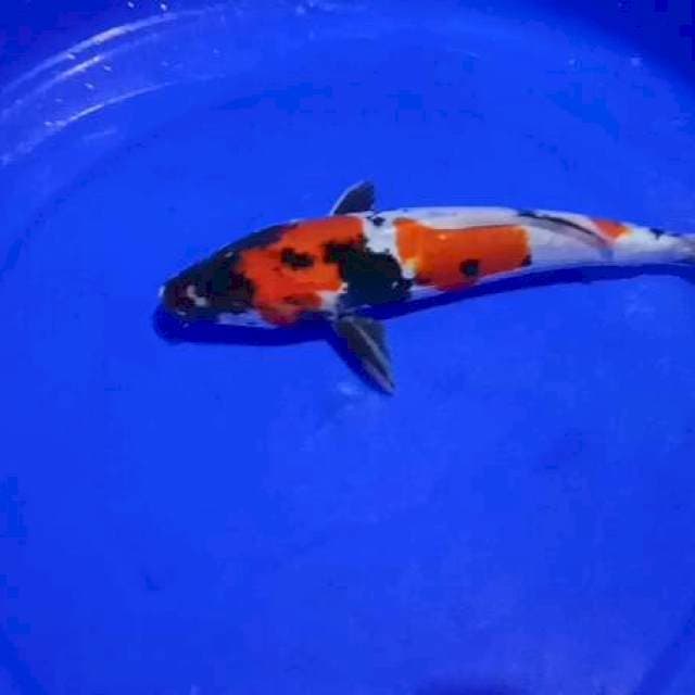Doistsu showa 27 cm