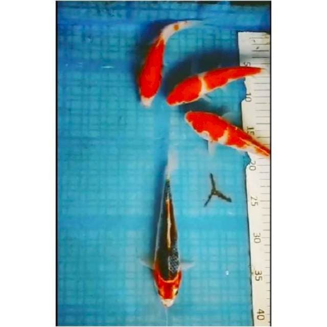 B25# pkt mix jos/4e/17_20cm