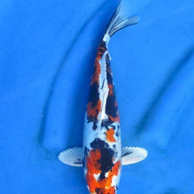 Heisei nishiki original patern 30cm