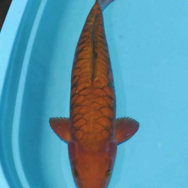Cagoi aragoke 58cm