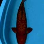 Cagoi aragoke 58cm