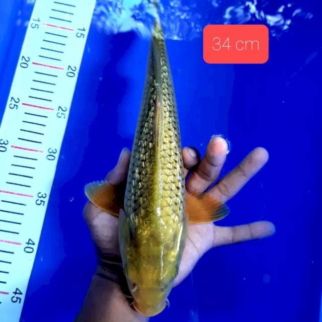 Jumbo full ginrin 34 cm