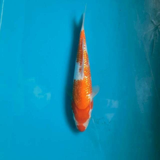 Kuchibeni Ginrin kohaku 26cm Female