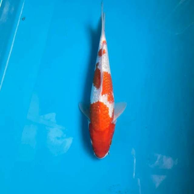 Ginrin kohaku 26cm Male