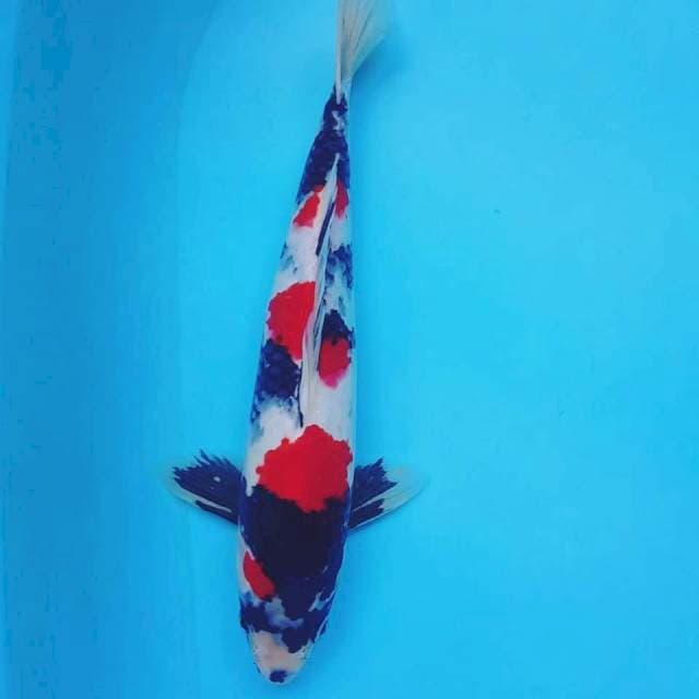 HOT ~ KINDAI SHOWA 33CM
