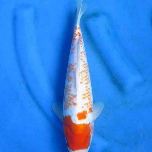 Kanoko original patern 31cm