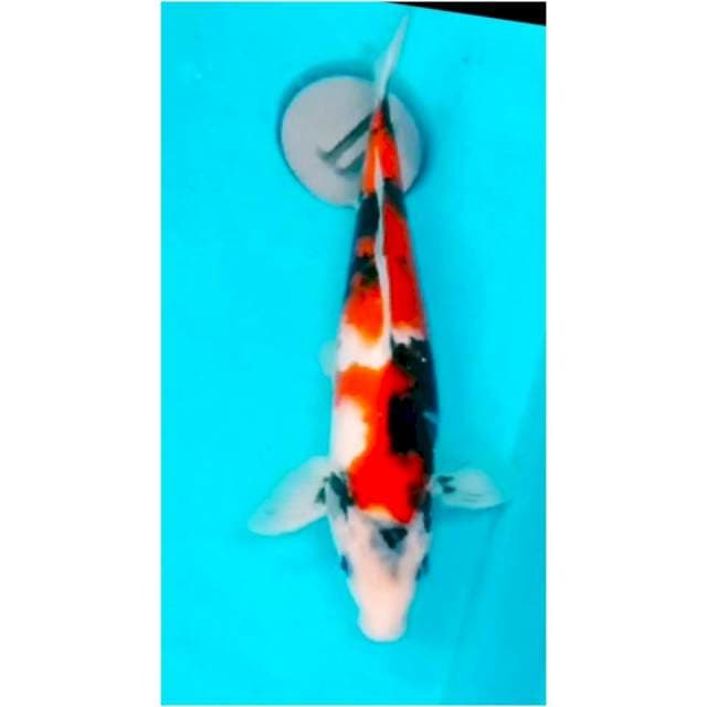 026#showa motogoroNYA HQ 30cm