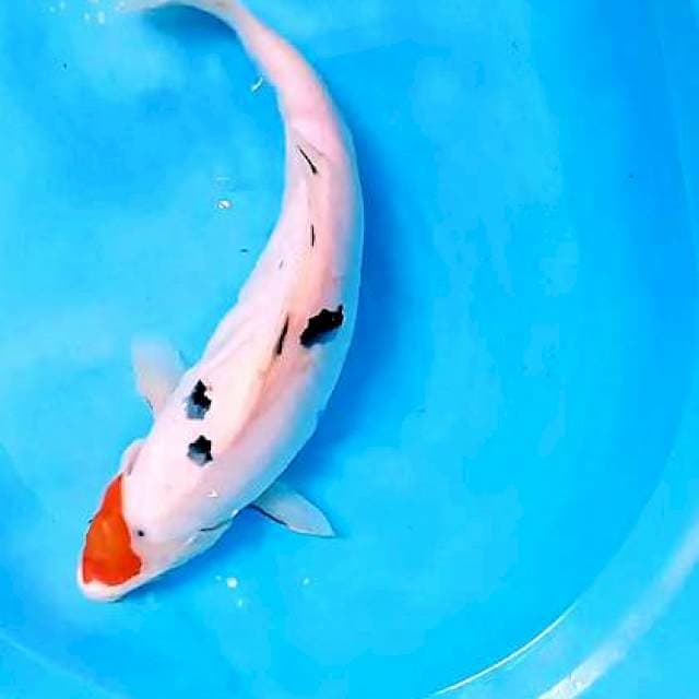 Jumbo tanco sanke 45 cm