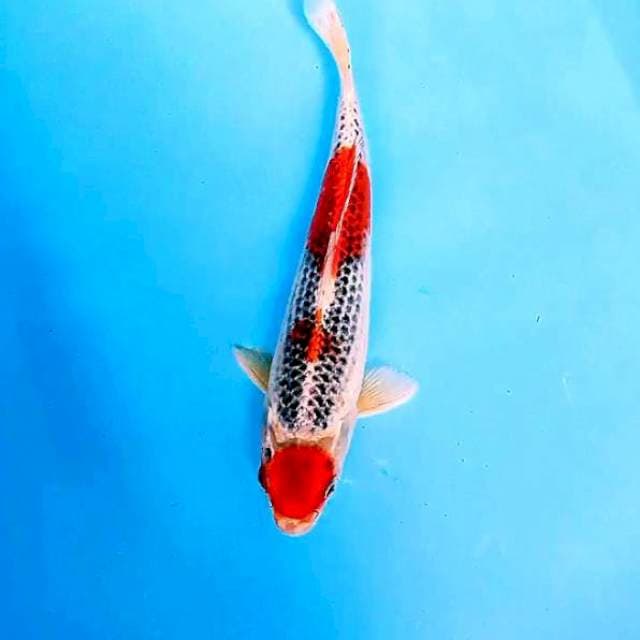 Maruten goshiki 30 cm