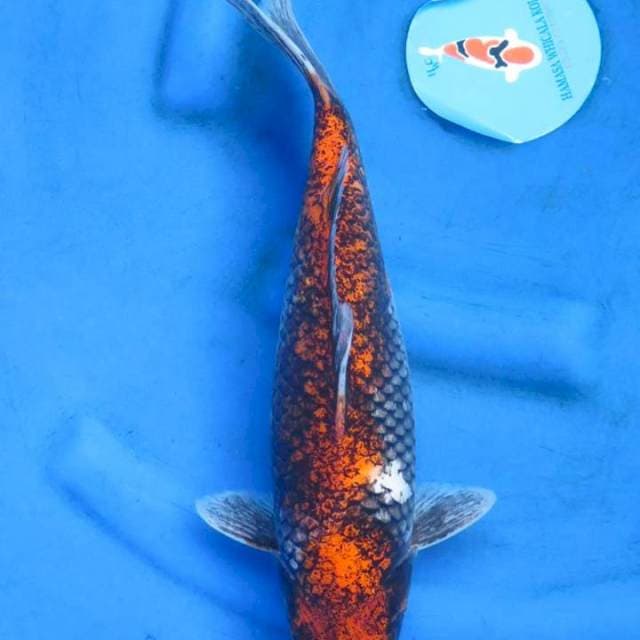 Suminagashi original patern 37cm