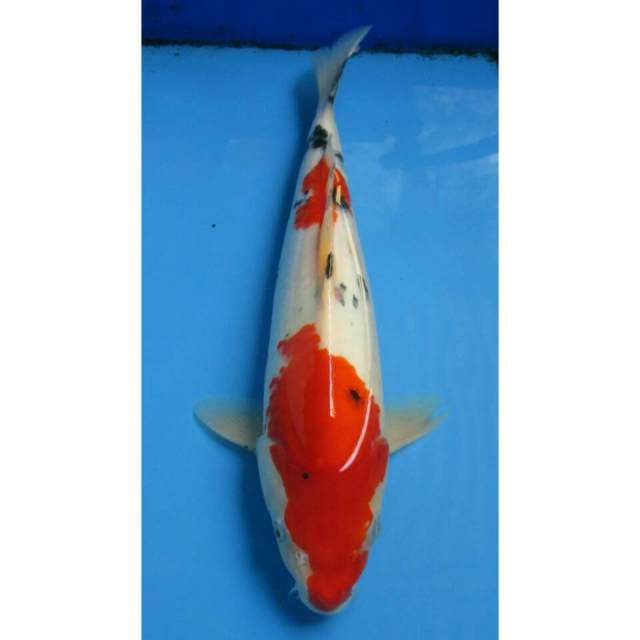 SANKE 35CM