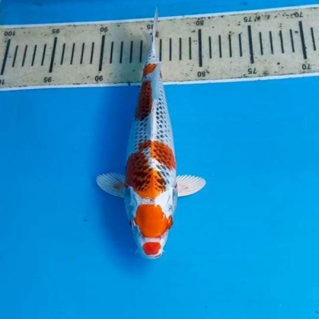 Kujaku 24cm