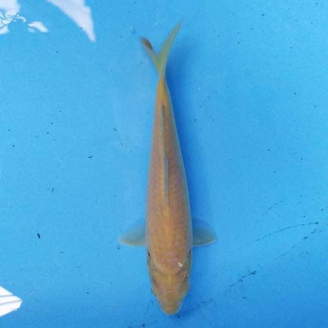 Karashi F1 21 cm
