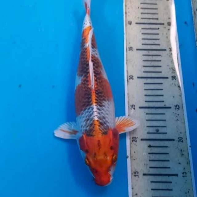 Kujaku 32cm