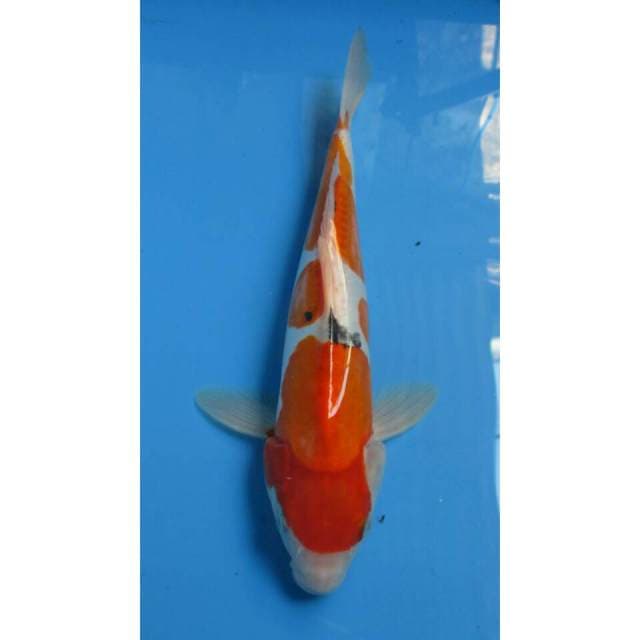 SANKE DOITSU MURNI 34CM