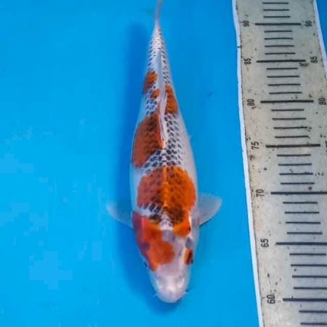 Goshiki 32cm