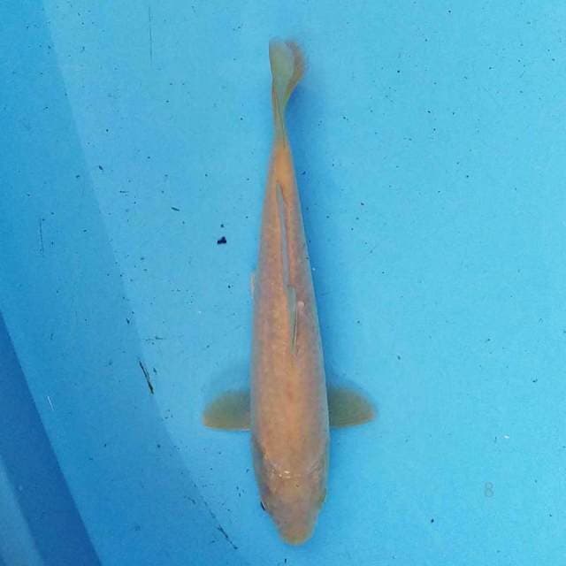 Karashi F1 20 cm