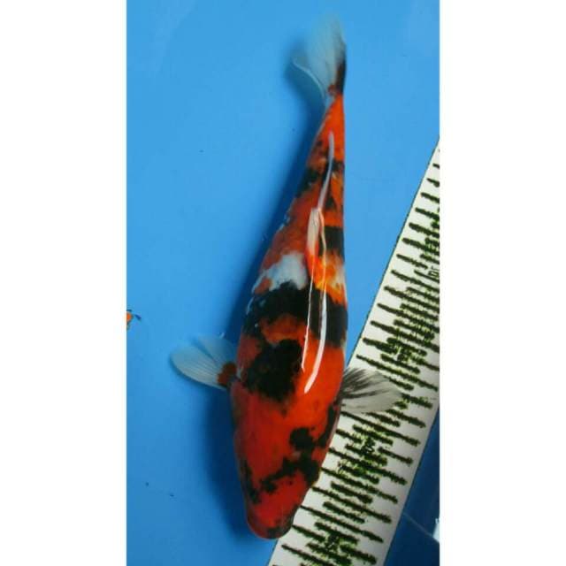HI SHOWA 28CM