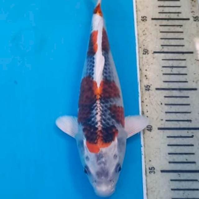 Kujaku 27cm
