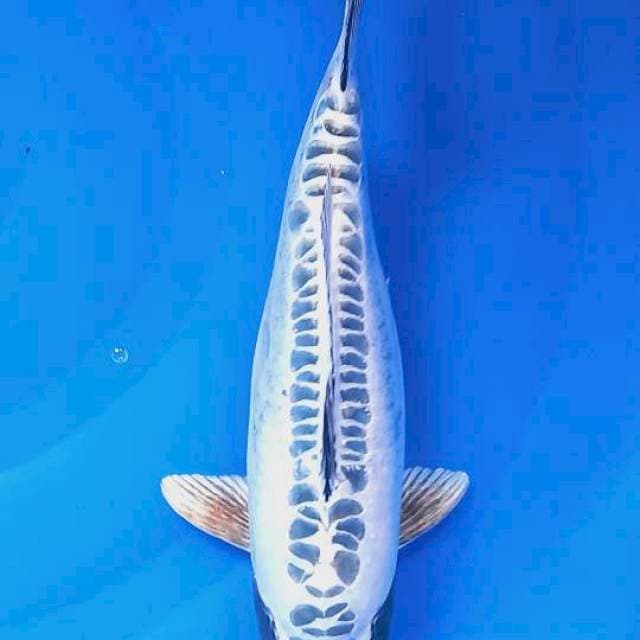 Shusui putih