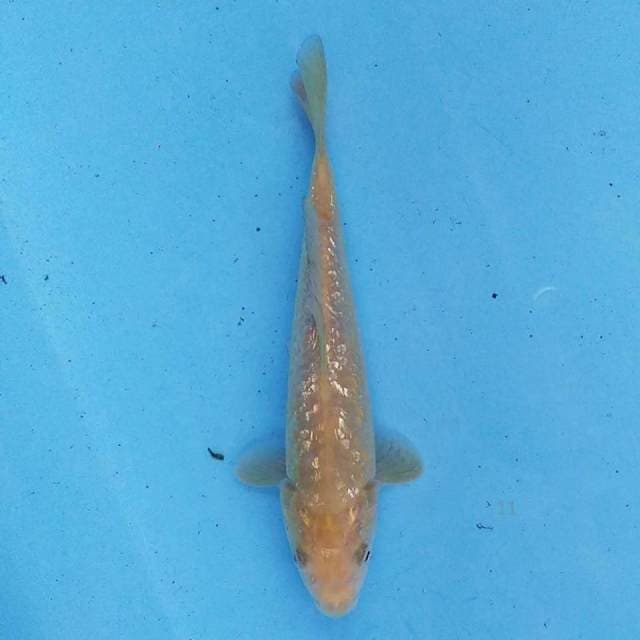 Karashi Ginrin 20 cm