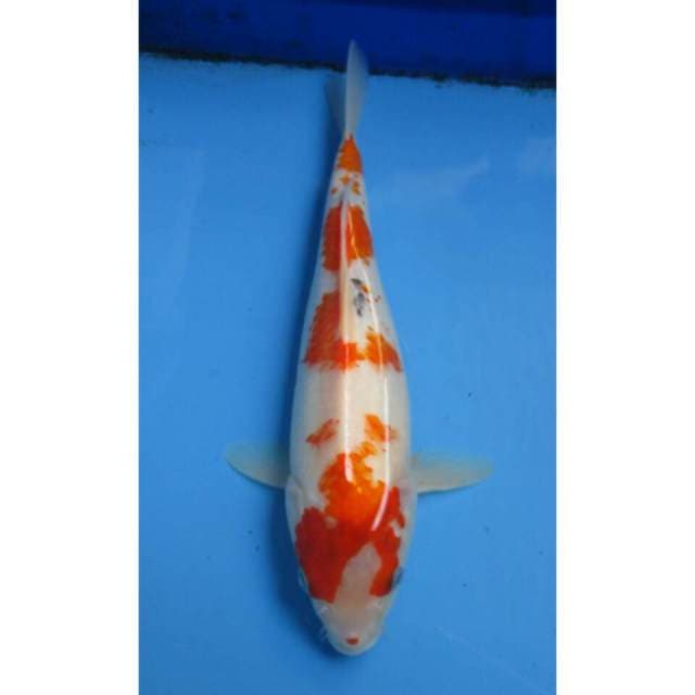 SANKE 30CM