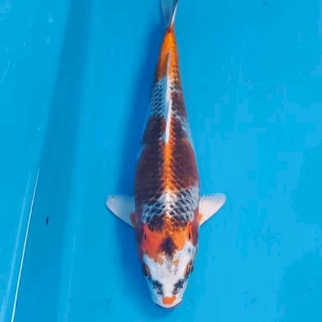 Kujaku 27cm