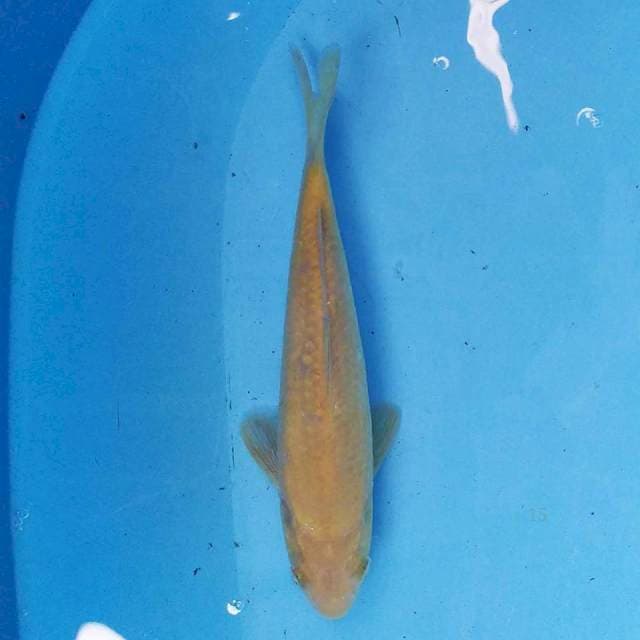 Karashi F1 19 cm