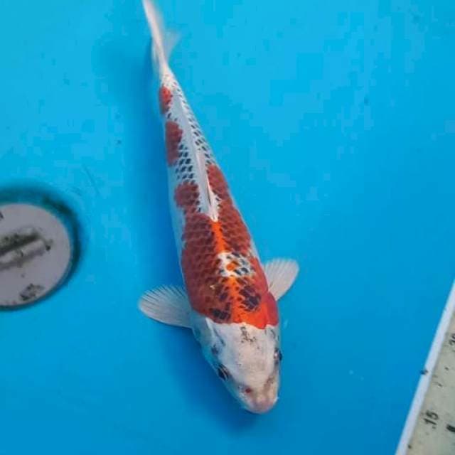 Kujaku 28cm