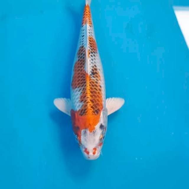 Kujaku 27cm