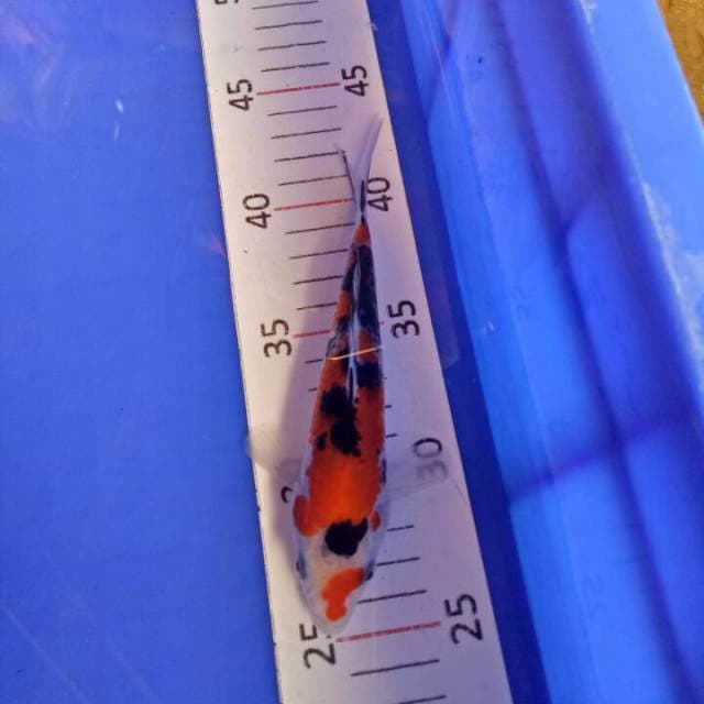 Sanke 17 cm