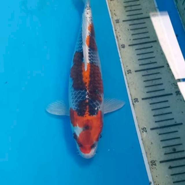 Goshiki 31cm