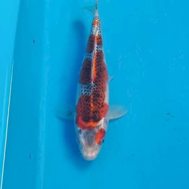 Goshiki 27cm