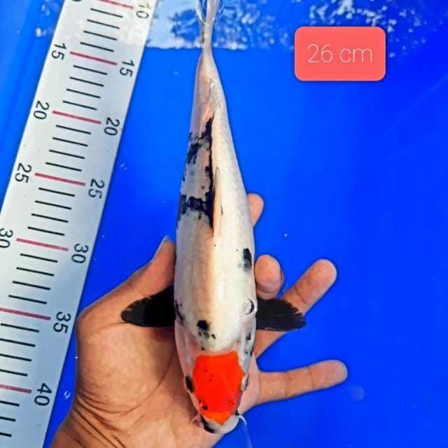 Tancho ori 26 cm