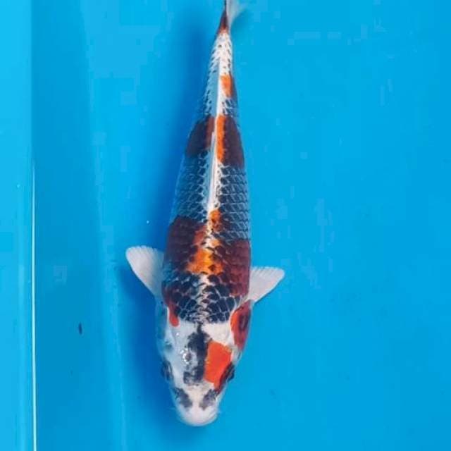 Gingga 30cm